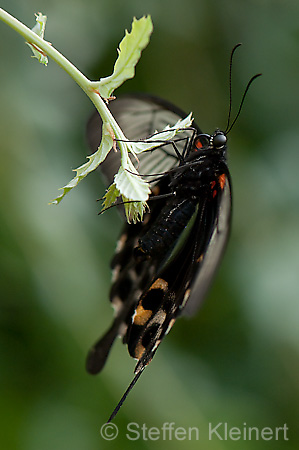 273 Gelbrand-Schwalbenschwanz - Papilio lowii